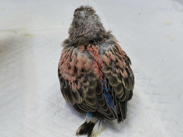 アキクサインコ（秋草インコ）