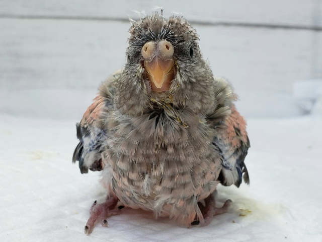 アキクサインコ（秋草インコ）