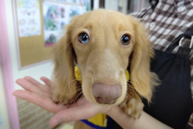 ミニチュアダックス