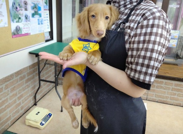 ミニチュアダックス