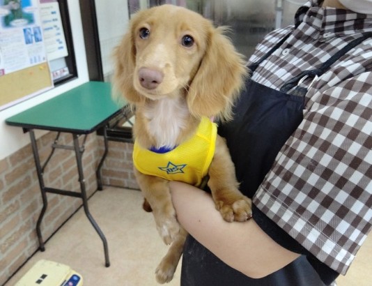 ミニチュアダックス