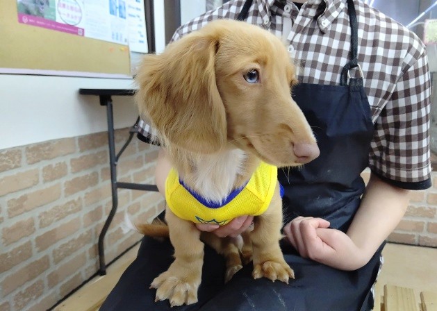 ミニチュアダックス