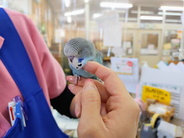 カキカキ大好き❤ジャンボセキセイインコさん入荷しています☆ ジャンボセキセイインコ