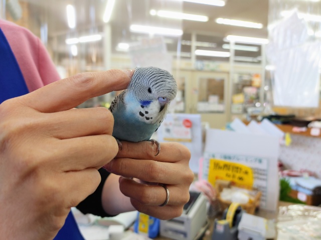 ジャンボセキセイインコ
