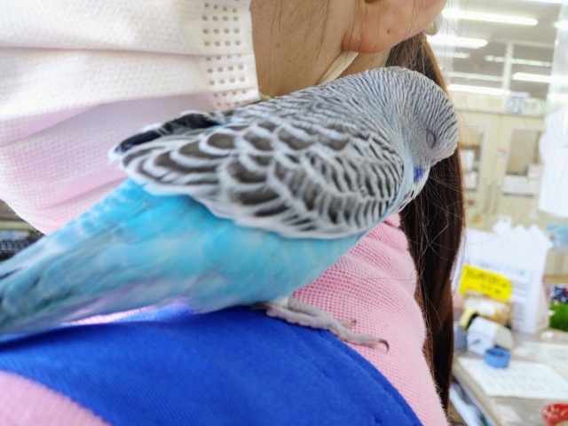 カキカキ大好き❤ジャンボセキセイインコさん入荷しています☆ ジャンボセキセイインコ