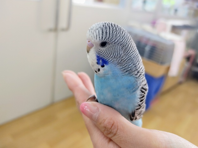 カキカキ大好き❤ジャンボセキセイインコさん入荷しています☆ ジャンボセキセイインコ