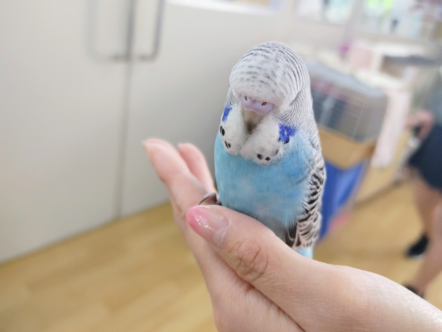 カキカキ大好き❤ジャンボセキセイインコさん入荷しています☆ ジャンボセキセイインコ