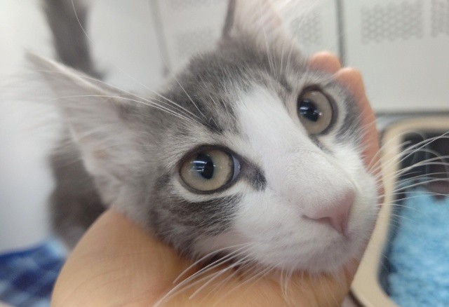 ノルウェージャンフォレストキャット