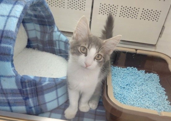 ノルウェージャンフォレストキャット