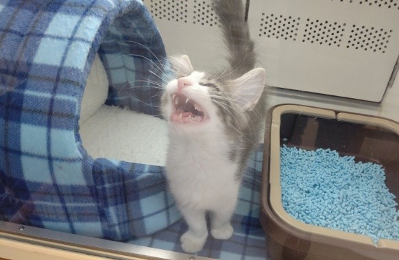 ノルウェージャンフォレストキャット