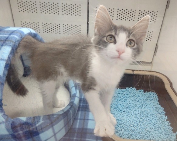 ノルウェージャンフォレストキャット