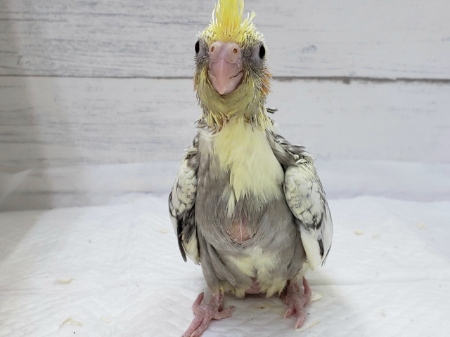 オカメインコ