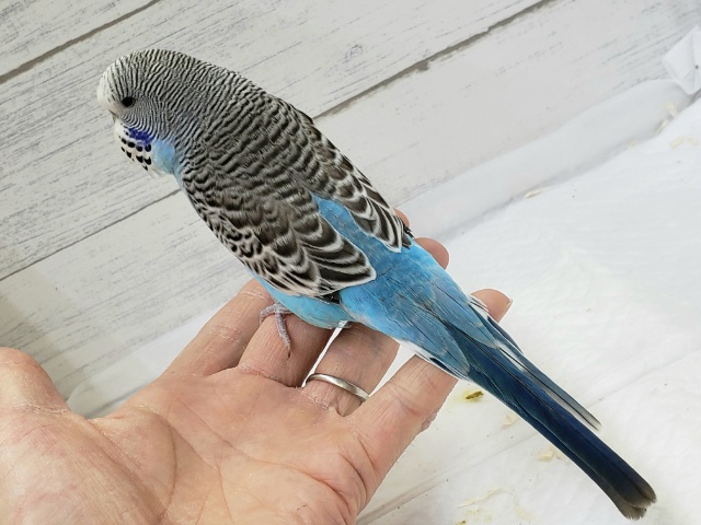 ムキムキ系。ジャンボセキセイインコ入荷です。 ジャンボセキセイインコ