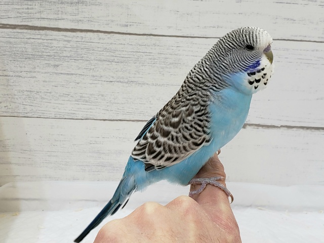 ジャンボセキセイインコ