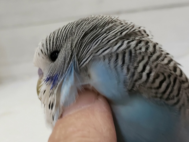 ジャンボセキセイインコ