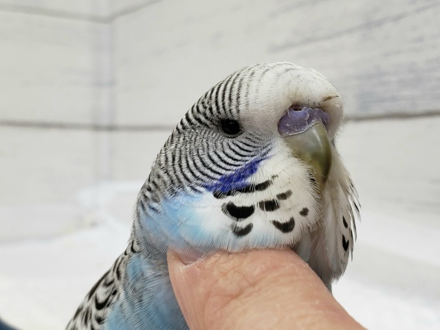 ムキムキ系。ジャンボセキセイインコ入荷です。 ジャンボセキセイインコ