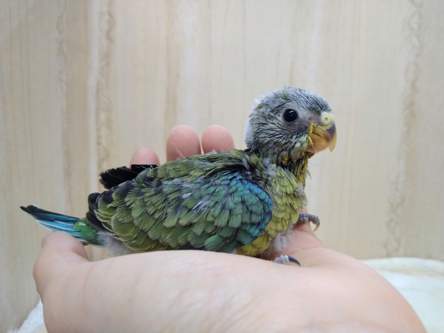 ビセイインコ（美声インコ）