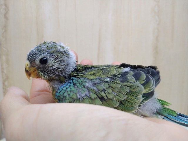 ビセイインコ（美声インコ）