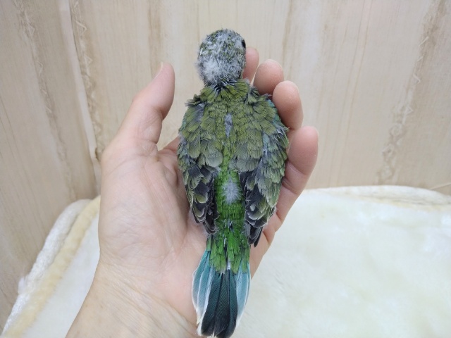 ビセイインコ（美声インコ）