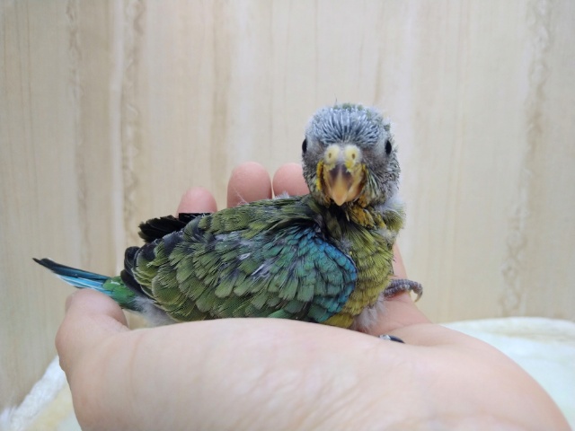 ビセイインコ（美声インコ）