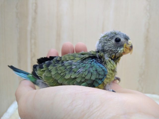 ビセイインコ（美声インコ）