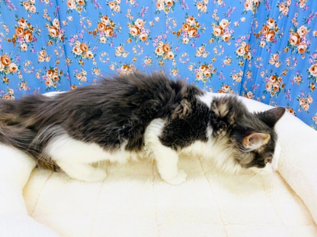 ノルウェージャンフォレストキャット