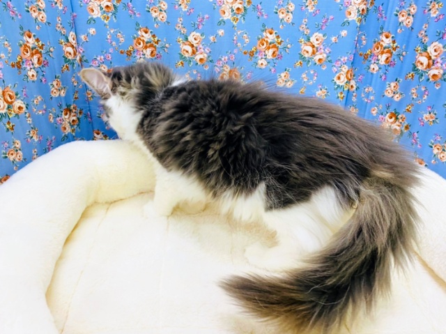 ノルウェージャンフォレストキャット