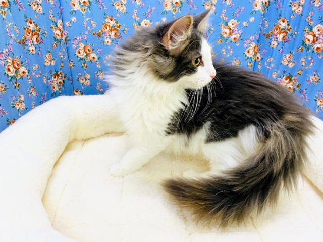 ノルウェージャンフォレストキャット