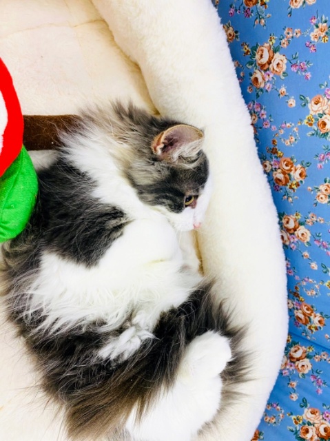 ノルウェージャンフォレストキャット