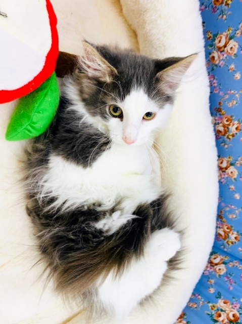 ノルウェージャンフォレストキャット