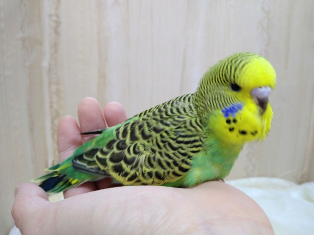 ジャンボセキセイインコ