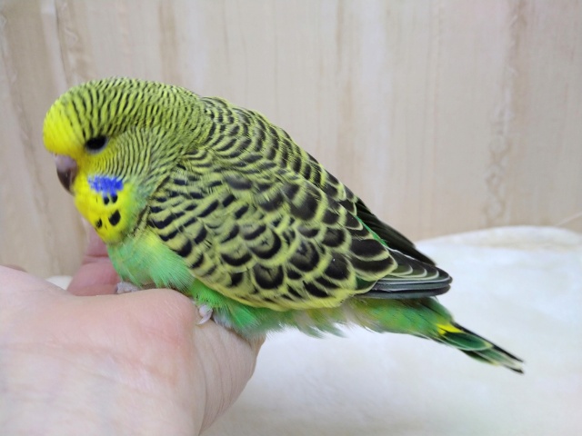 ジャンボセキセイインコ
