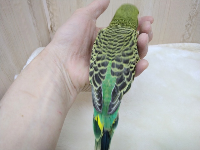 ジャンボセキセイインコ