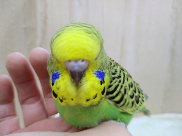 ジャンボセキセイインコ