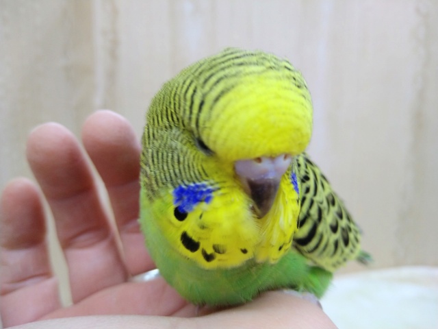 ジャンボセキセイインコ