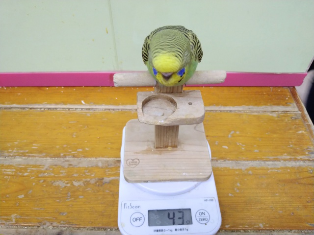 ジャンボセキセイインコ