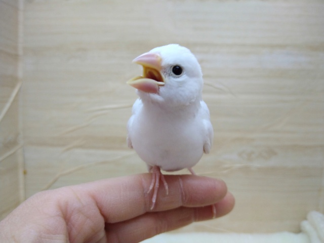 白文鳥