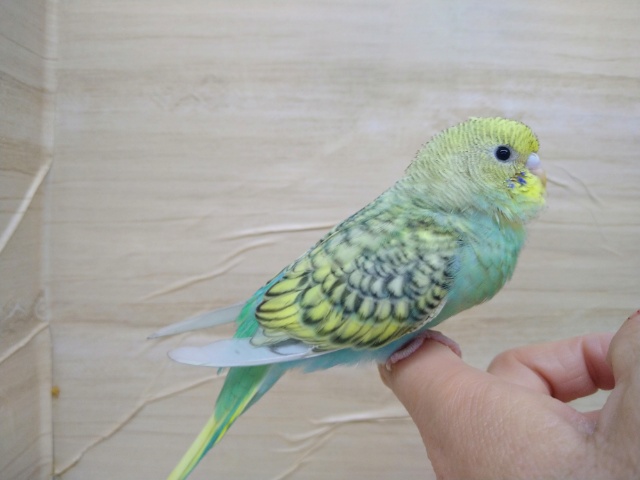 セキセイインコ