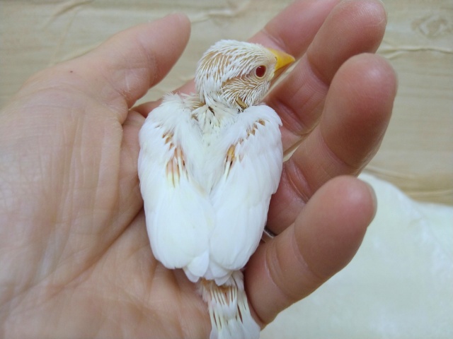 アルビノ文鳥
