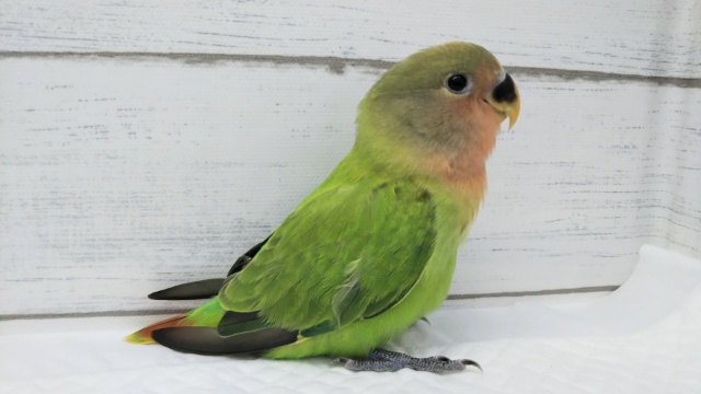 コザクラインコ（小桜インコ）