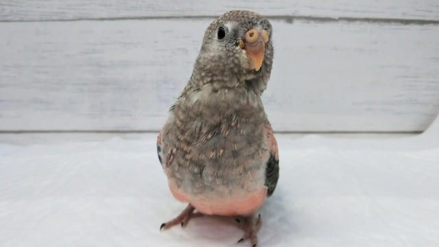 アキクサインコ（秋草インコ）