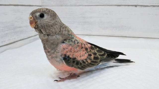 アキクサインコ（秋草インコ）