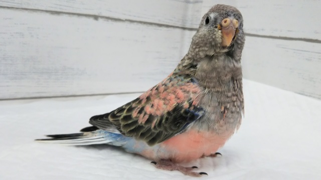 アキクサインコ（秋草インコ）