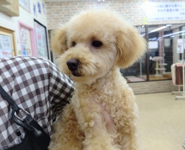 トイプードル