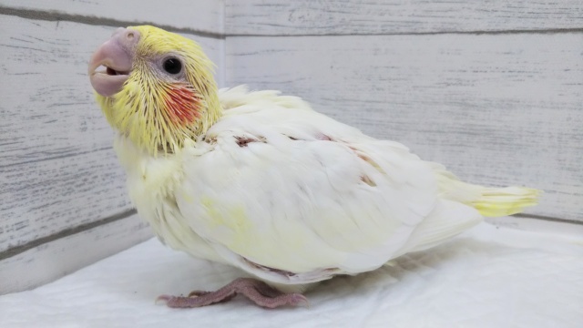 オカメインコ