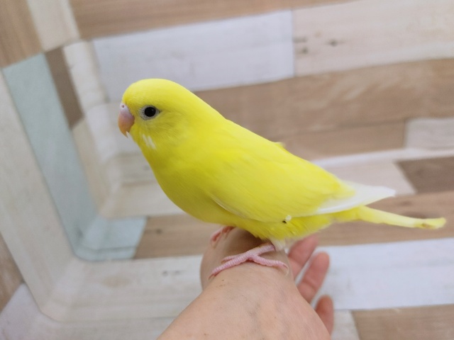 セキセイインコ