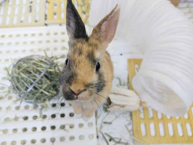 ネザーランドドワーフ