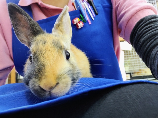 ネザーランドドワーフ