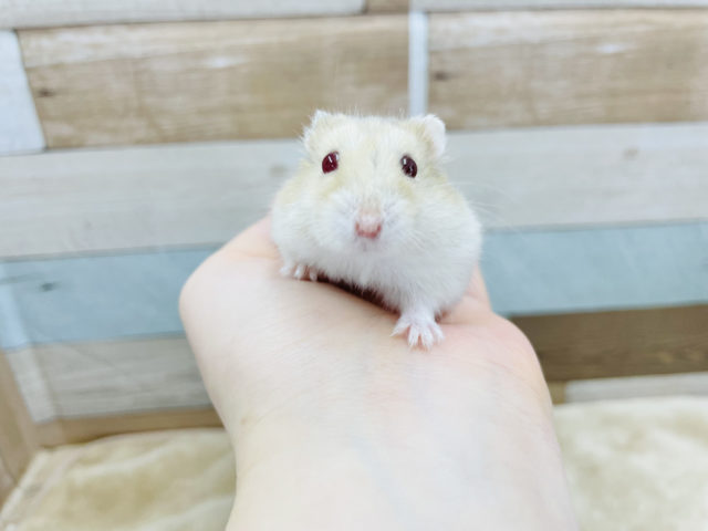 目の色が魅力的なハムスターちゃん♥️イエロールビーアイ! キャンベルハムスター