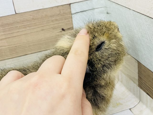 メリノモルモット